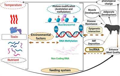 Long non-coding RNA (LncRNA) and epigenetic factors: their role in regulating the adipocytes in bovine